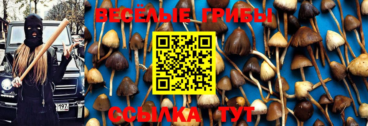 Галлюциногенные грибы Psilocybine cubensis  Галлюциногенные грибы мицелий  Обь  Вход с VPN 
